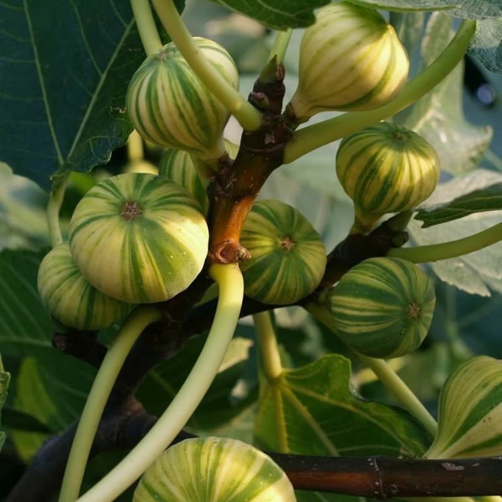 Smochin (Ficus Carica) cu fructe dulci galben verzi dungate