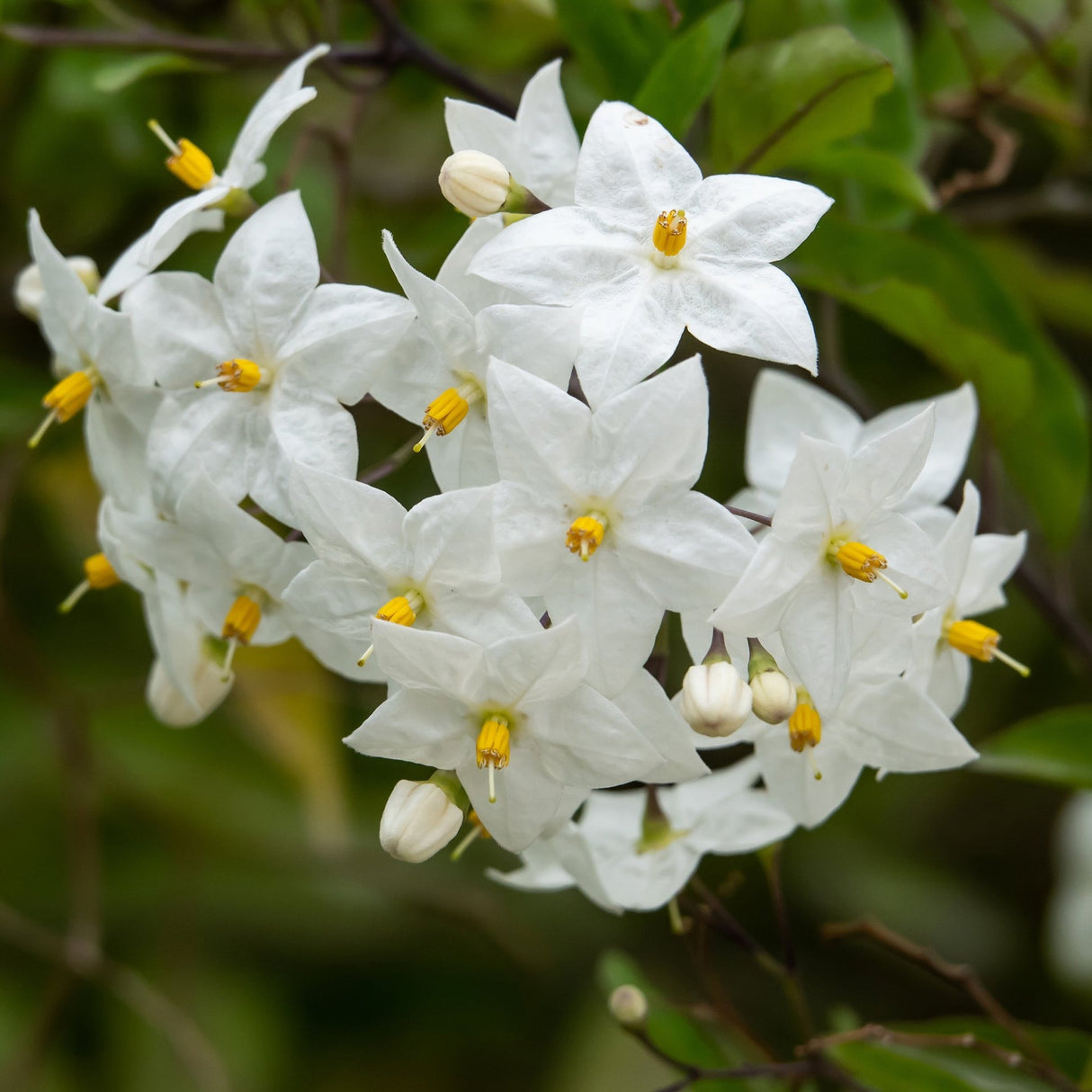 Iasomie Solanum