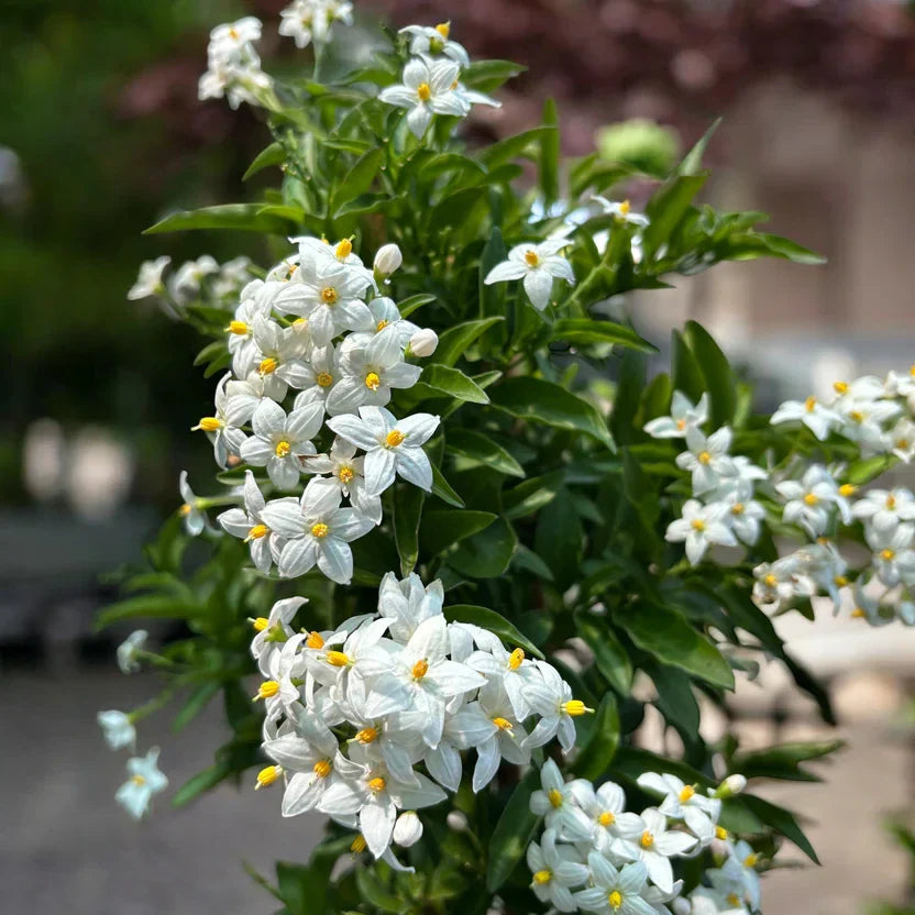 Álljázmin Solanum jasminoides – illatos fehér virágú kúszónövény teraszra és belső térbe