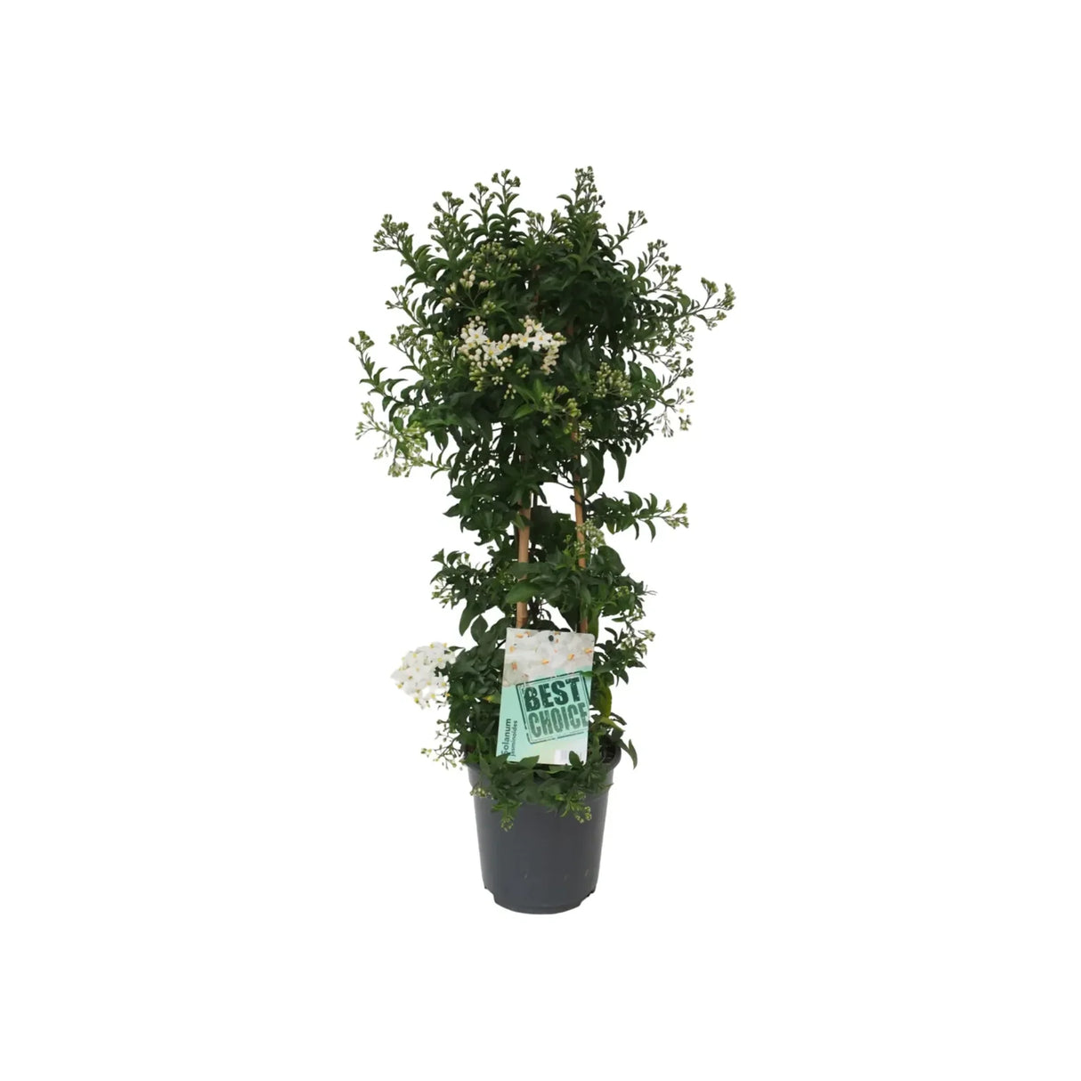 Álljázmin Solanum jasminoides – illatos fehér virágú kúszónövény teraszra és belső térbe
