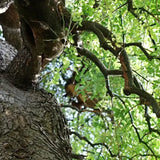 Salcam Japonez (Sophora Japonica), cu flori parfumate