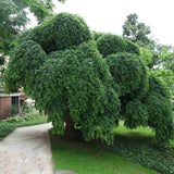 Salcam Japonez Plangatoare (Sophora Japonica), arbore decorativ curgator cu flori parfumate rezistente