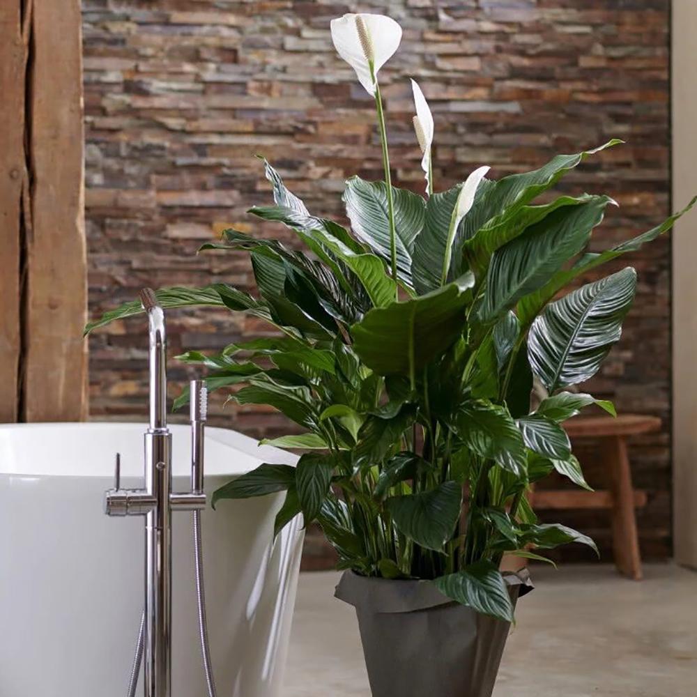 Crinul Pacii Spathiphyllum Pearl Cupido - 35-40 cm