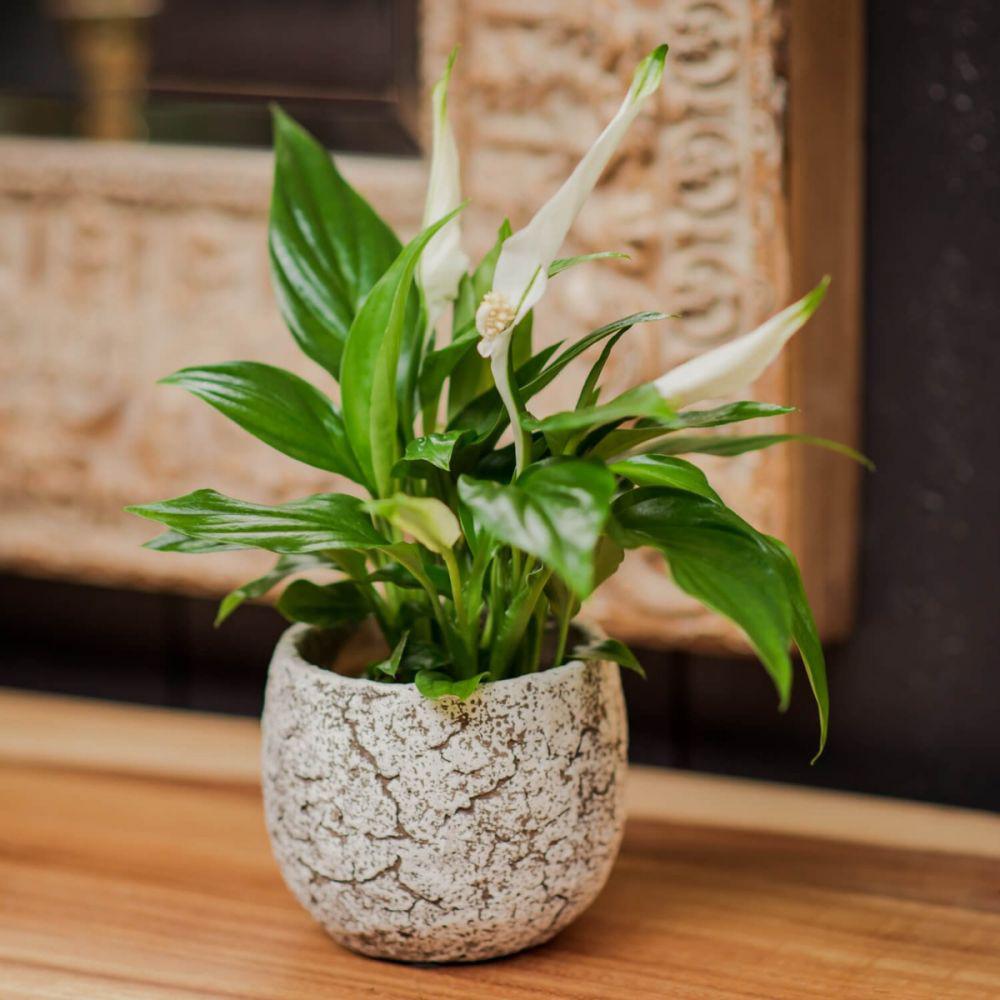 Crinul Pacii Spathiphyllum Pearl Cupido - 35-40 cm
