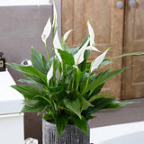 Crinul Pacii Spathiphyllum Pearl Cupido - 70/75 cm