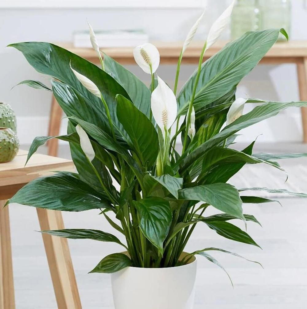 Crinul Pacii Spathiphyllum Pearl Cupido - 70/75 cm