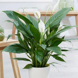 Crinul Pacii Spathiphyllum Pearl Cupido - 70/75 cm
