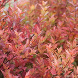Cununita Japoneza Fire Light, arbust decorativ cu frunzis rosu portocaliu roz