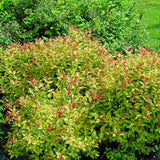 Cununita Japoneza Fire Light, arbust decorativ cu frunzis rosu portocaliu roz