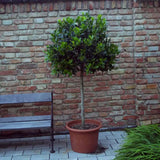Laur Japonez (Ilex) Nellie R. Stevens, copac ornamental vesnic verde cu fructe rosii decorative, crestere rapida