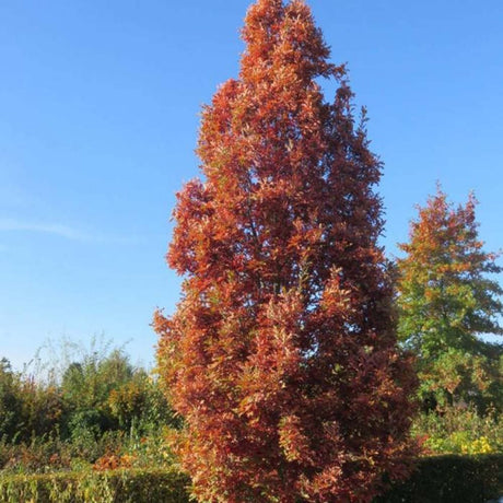 Stejar columnar rosu Crimson Spire, cu frunzis rosu, colorit de toamna