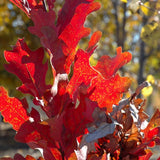 Stejar columnar rosu Crimson Spire, cu frunzis rosu, colorit de toamna