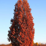Stejar columnar rosu Crimson Spire, cu frunzis rosu, colorit de toamna
