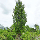 Stejar de Mlastina Green Pillar