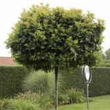 Stejar Pitic Globular Green Dwarf