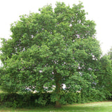 Stejar Verde Clasic