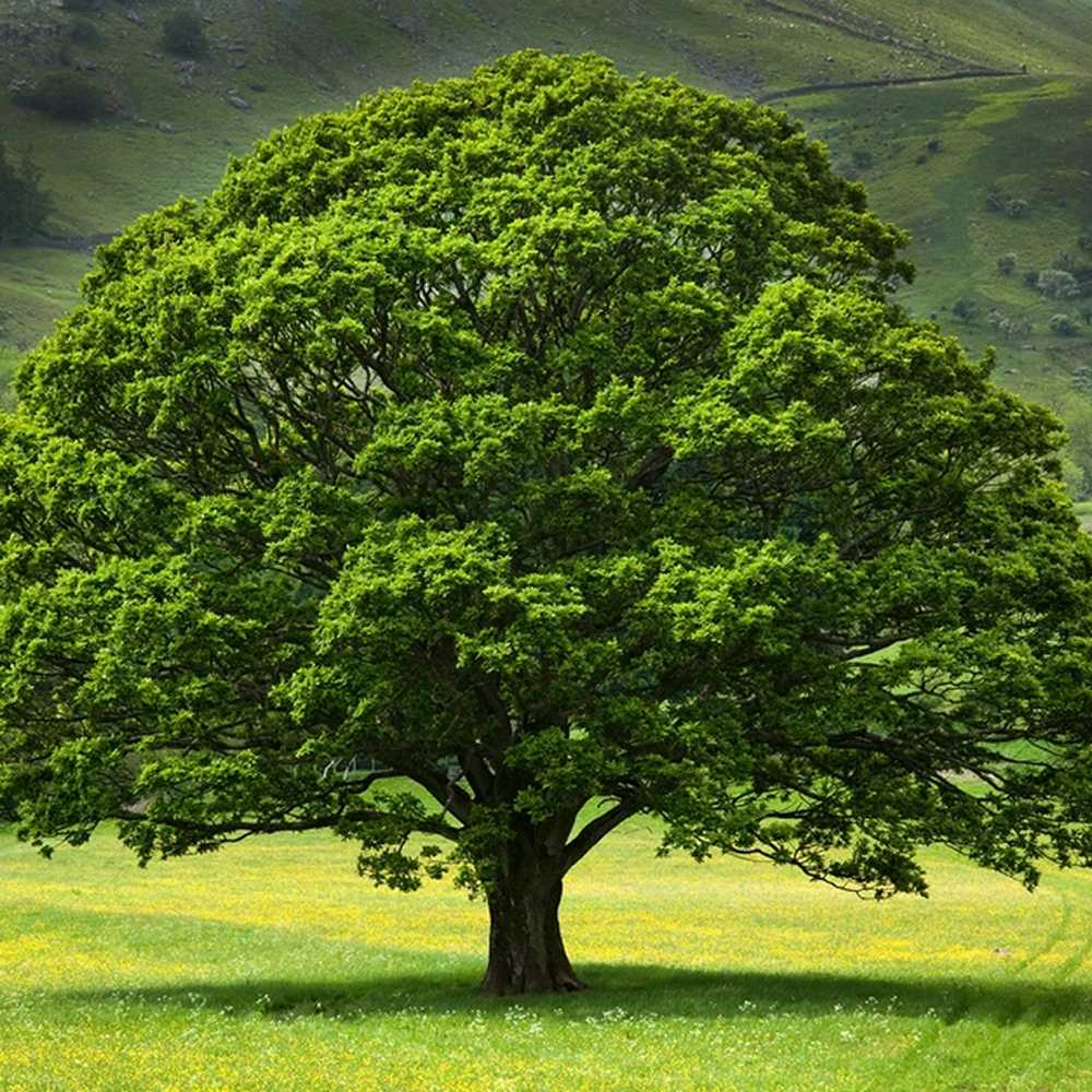 Stejar Verde Clasic