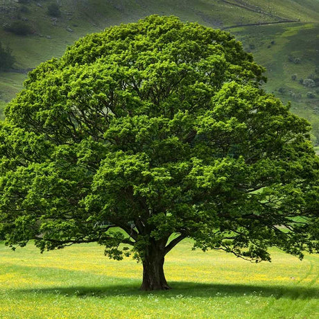 Stejar Verde Clasic