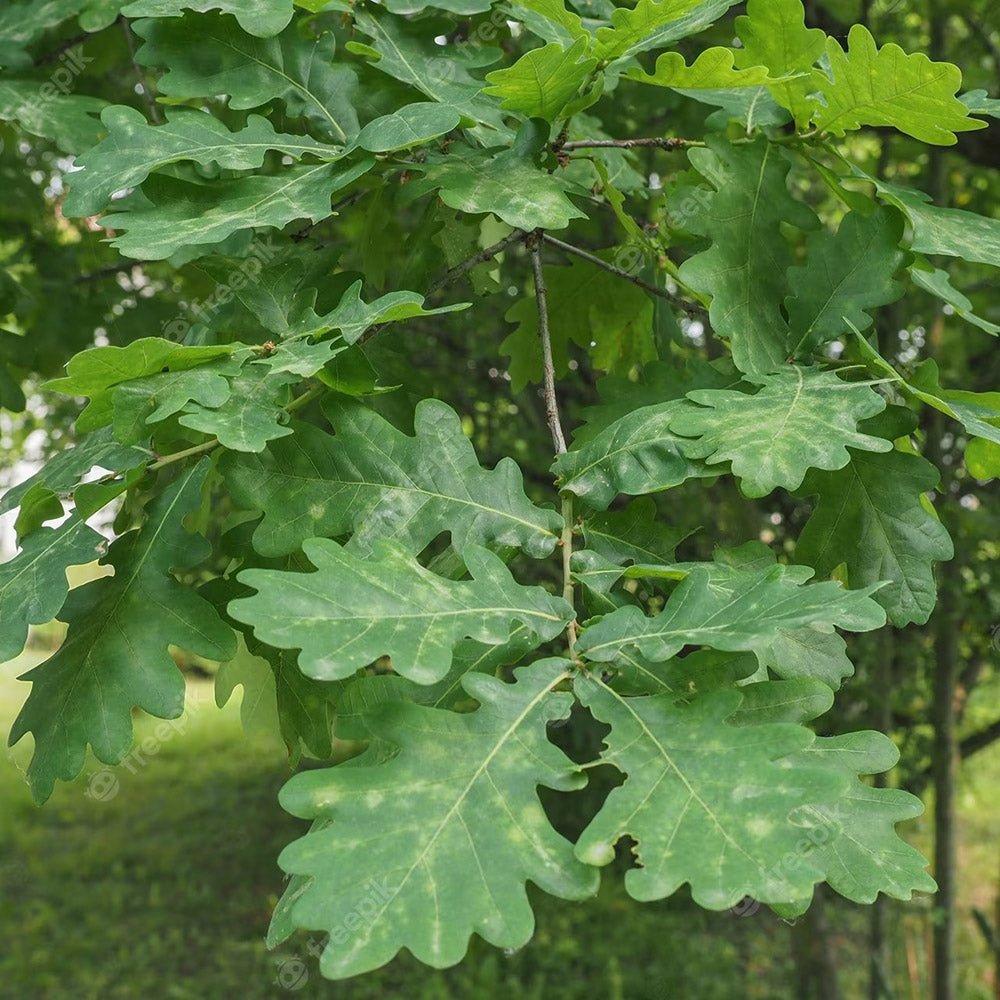 Stejar Verde Clasic