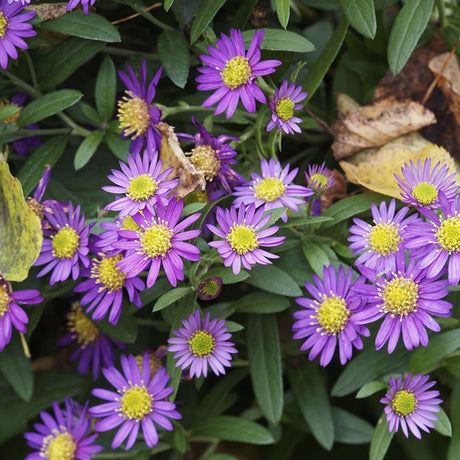Steluta de Toamna (Aster) Ezo Murazaki