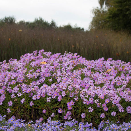 Steluta de Toamna (Aster) Herbstgruss Bresserhof