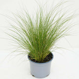 Iarba ornamentala coada de Ponei (Stipa Tenuissima Pony Tails), frunzis fin, matasos, asemanator unei coame de cal, crestere rapida