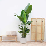 Strelitzia nicolai (Pasarea alba a paradisului) - 190 cm