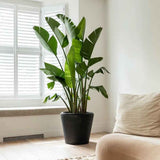 Strelitzia nicolai (Pasarea alba a paradisului) - 190 cm