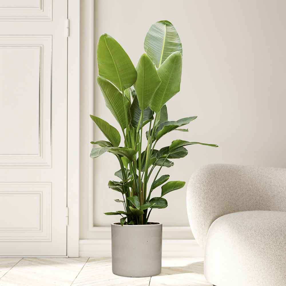 Strelitzia Nicolai (Pasarea Paradisului) - 150 cm