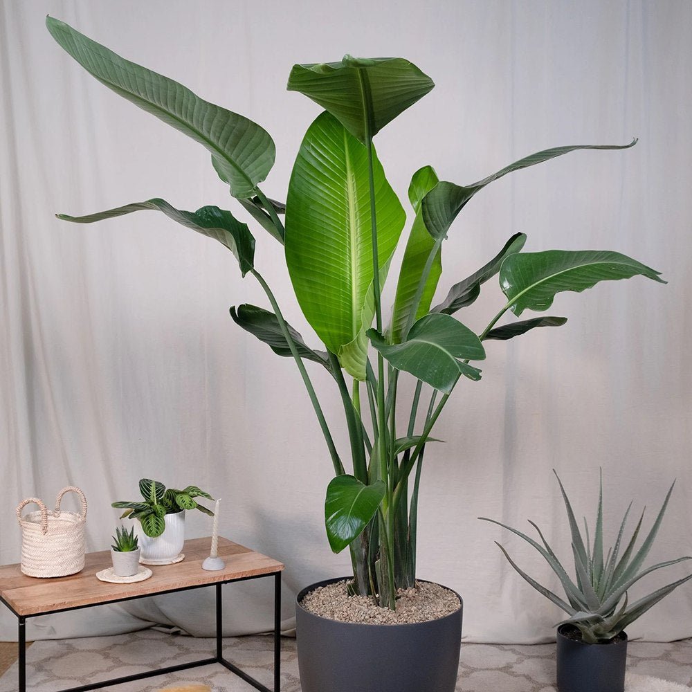 Strelitzia Nicolai (Pasarea Paradisului) - 150 cm