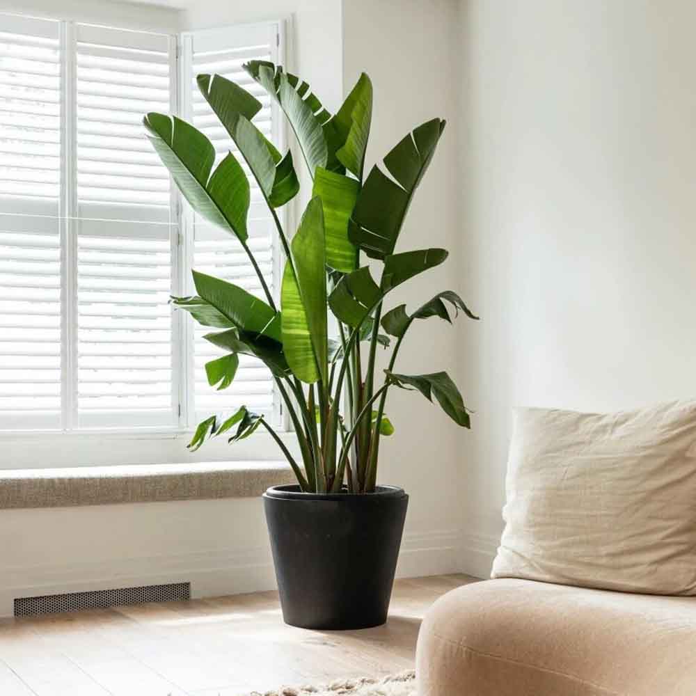 Strelitzia Nicolai (Pasarea Paradisului) - 150 cm