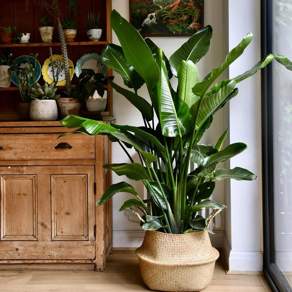 Strelitzia Nicolai (Pasarea Paradisului) - 150 cm