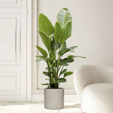 Strelitzia Nicolai (Pasarea Paradisului) - 130 cm