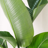 Strelitzia Nicolai (Pasarea Paradisului) - 130 cm