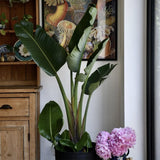 Strelitzia Nicolai (Pasarea Paradisului) - 130 cm