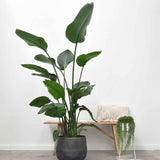 Strelitzia Nicolai (Pasarea Paradisului) - 130 cm