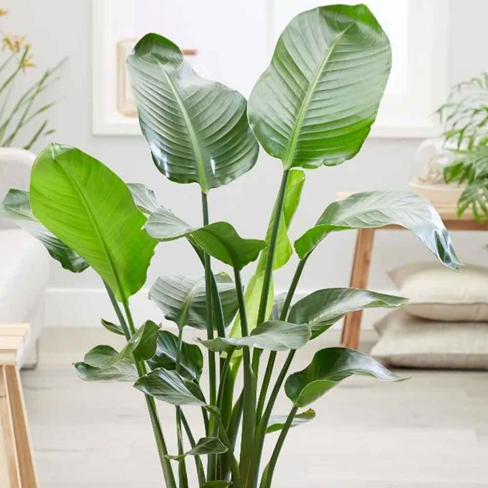 Strelitzia Nicolai (Pasarea Paradisului) - 130 cm