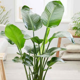 Strelitzia Nicolai (Pasarea Paradisului) - 130 cm