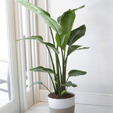 Strelitzia Nicolai (Pasarea Paradisului) - 130 cm