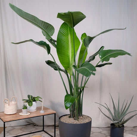 Strelitzia Nicolai (Pasarea Paradisului) - 180 cm