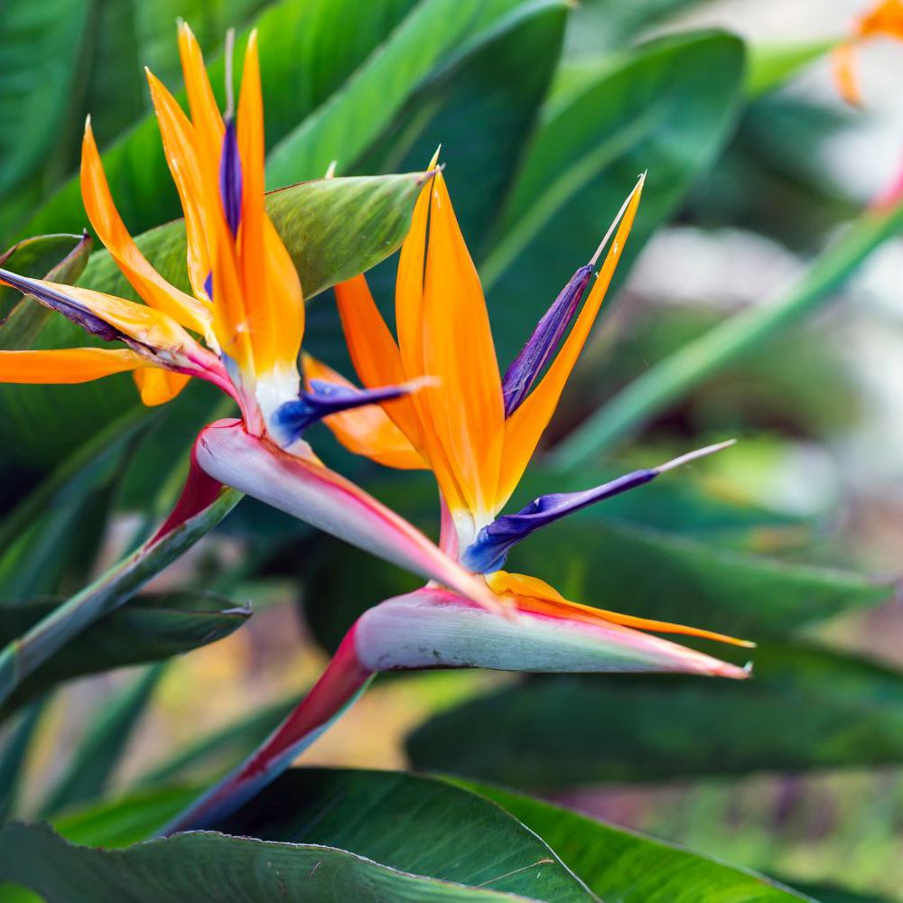 Strelitzia Reginae, 90 cm, Pasarea Paradisului, planta exotica mare cu frunze uriase tropicale decorative pentru interior, cu flori