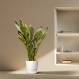 Strelitzia Reginae, Pasarea Paradisului, 40 cm, planta exotica mare cu frunze uriase tropicale decorative ideala pentru cadou