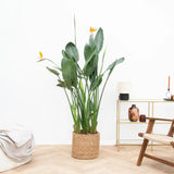 Strelitzia Reginae, 90 cm, Pasarea Paradisului, planta exotica mare cu frunze uriase tropicale decorative pentru interior, cu flori