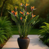 Strelitzia Reginae, Pasarea Paradisului, 40 cm, planta exotica mare cu frunze uriase tropicale decorative ideala pentru cadou