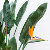 Strelitzia Reginae, 90 cm, Pasarea Paradisului, planta exotica mare cu frunze uriase tropicale decorative pentru interior, cu flori