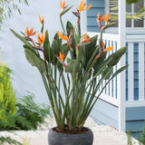 Strelitzia Reginae, 90 cm, Pasarea Paradisului, planta exotica mare cu frunze uriase tropicale decorative pentru interior, cu flori