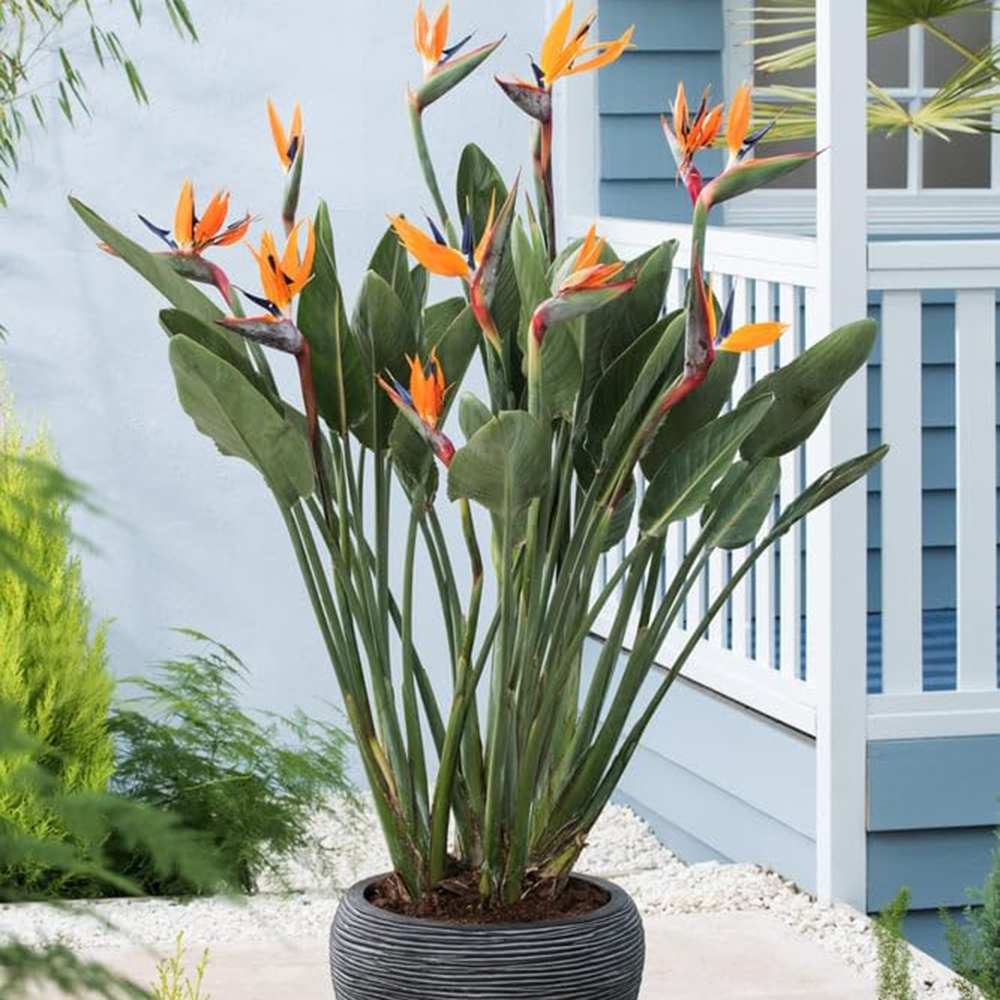 Strelitzia Reginae, Pasarea Paradisului, 40 cm, planta exotica mare cu frunze uriase tropicale decorative ideala pentru cadou