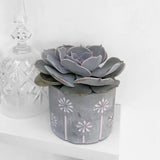 Suculenta (Echeveria) Pollux