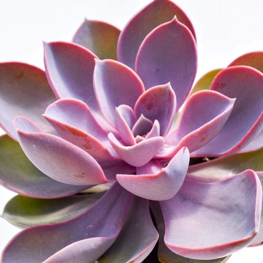 Suculenta Purple Pearl - 15/20 cm
