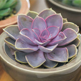 Suculenta Purple Pearl - 15/20 cm